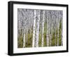 Aspen Grove near East Glacier, Montana, USA-Chuck Haney-Framed Premium Photographic Print