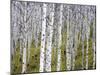 Aspen Grove near East Glacier, Montana, USA-Chuck Haney-Mounted Premium Photographic Print