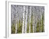 Aspen Grove near East Glacier, Montana, USA-Chuck Haney-Framed Photographic Print