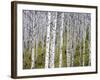 Aspen Grove near East Glacier, Montana, USA-Chuck Haney-Framed Photographic Print