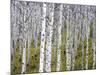 Aspen Grove near East Glacier, Montana, USA-Chuck Haney-Mounted Photographic Print