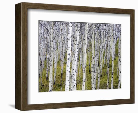 Aspen Grove near East Glacier, Montana, USA-Chuck Haney-Framed Photographic Print