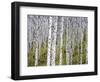 Aspen Grove near East Glacier, Montana, USA-Chuck Haney-Framed Photographic Print