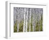 Aspen Grove near East Glacier, Montana, USA-Chuck Haney-Framed Photographic Print