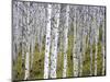 Aspen Grove near East Glacier, Montana, USA-Chuck Haney-Mounted Photographic Print