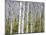 Aspen Grove near East Glacier, Montana, USA-Chuck Haney-Mounted Photographic Print