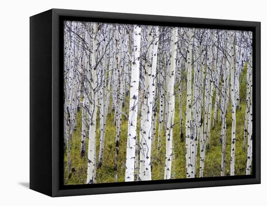 Aspen Grove near East Glacier, Montana, USA-Chuck Haney-Framed Stretched Canvas