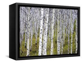 Aspen Grove near East Glacier, Montana, USA-Chuck Haney-Framed Stretched Canvas