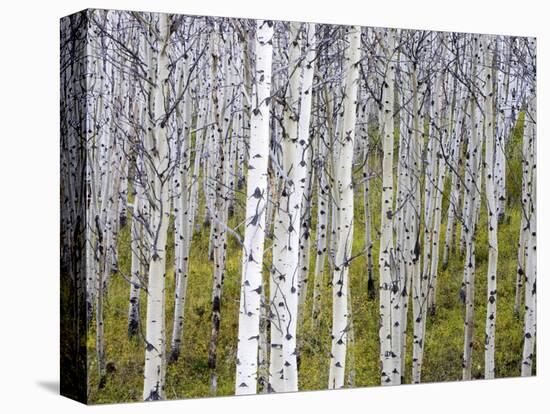 Aspen Grove near East Glacier, Montana, USA-Chuck Haney-Stretched Canvas