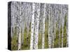 Aspen Grove near East Glacier, Montana, USA-Chuck Haney-Stretched Canvas