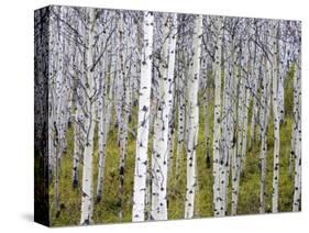 Aspen Grove near East Glacier, Montana, USA-Chuck Haney-Stretched Canvas