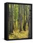 Aspen grove, Okanogan National Forest, Washington, USA-Charles Gurche-Framed Stretched Canvas