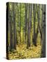 Aspen grove, Okanogan National Forest, Washington, USA-Charles Gurche-Stretched Canvas