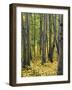 Aspen grove, Okanogan National Forest, Washington, USA-Charles Gurche-Framed Photographic Print