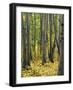 Aspen grove, Okanogan National Forest, Washington, USA-Charles Gurche-Framed Photographic Print