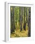 Aspen grove, Okanogan National Forest, Washington, USA-Charles Gurche-Framed Photographic Print