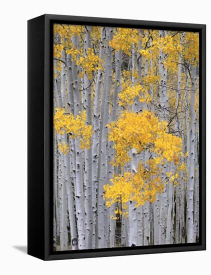 Aspen Grove on Fish Lake Plateau, Fishlake National Forest, Utah, USA-Scott T^ Smith-Framed Stretched Canvas