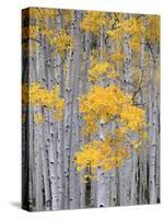 Aspen Grove on Fish Lake Plateau, Fishlake National Forest, Utah, USA-Scott T^ Smith-Stretched Canvas