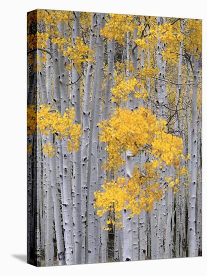 Aspen Grove on Fish Lake Plateau, Fishlake National Forest, Utah, USA-Scott T^ Smith-Stretched Canvas