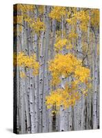 Aspen Grove on Fish Lake Plateau, Fishlake National Forest, Utah, USA-Scott T^ Smith-Stretched Canvas