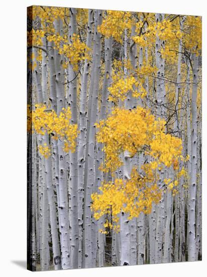 Aspen Grove on Fish Lake Plateau, Fishlake National Forest, Utah, USA-Scott T^ Smith-Stretched Canvas