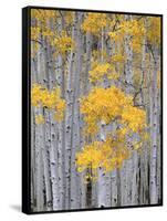 Aspen Grove on Fish Lake Plateau, Fishlake National Forest, Utah, USA-Scott T^ Smith-Framed Stretched Canvas