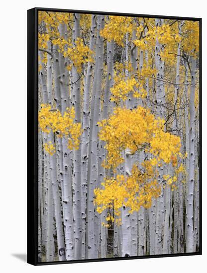 Aspen Grove on Fish Lake Plateau, Fishlake National Forest, Utah, USA-Scott T^ Smith-Framed Stretched Canvas