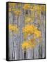 Aspen Grove on Fish Lake Plateau, Fishlake National Forest, Utah, USA-Scott T^ Smith-Framed Stretched Canvas