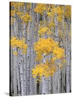 Aspen Grove on Fish Lake Plateau, Fishlake National Forest, Utah, USA-Scott T^ Smith-Stretched Canvas