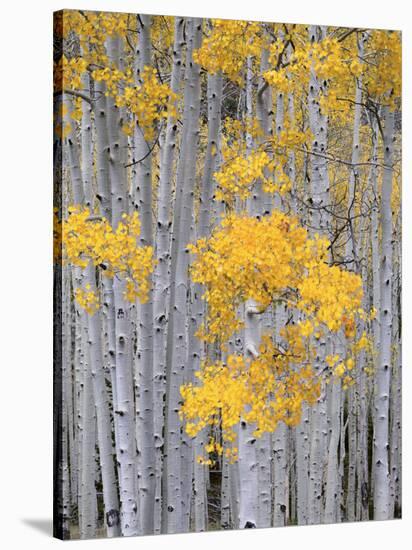 Aspen Grove on Fish Lake Plateau, Fishlake National Forest, Utah, USA-Scott T^ Smith-Stretched Canvas