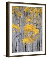 Aspen Grove on Fish Lake Plateau, Fishlake National Forest, Utah, USA-Scott T^ Smith-Framed Premium Photographic Print