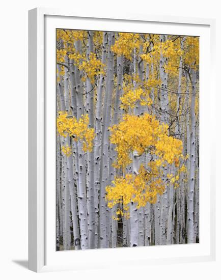 Aspen Grove on Fish Lake Plateau, Fishlake National Forest, Utah, USA-Scott T^ Smith-Framed Premium Photographic Print