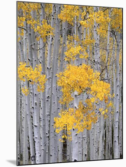 Aspen Grove on Fish Lake Plateau, Fishlake National Forest, Utah, USA-Scott T^ Smith-Mounted Premium Photographic Print