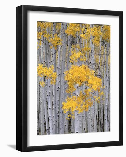 Aspen Grove on Fish Lake Plateau, Fishlake National Forest, Utah, USA-Scott T^ Smith-Framed Photographic Print