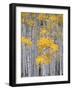 Aspen Grove on Fish Lake Plateau, Fishlake National Forest, Utah, USA-Scott T^ Smith-Framed Photographic Print