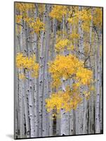 Aspen Grove on Fish Lake Plateau, Fishlake National Forest, Utah, USA-Scott T^ Smith-Mounted Photographic Print