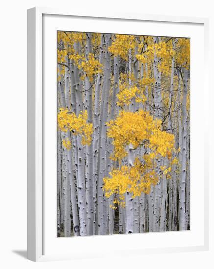 Aspen Grove on Fish Lake Plateau, Fishlake National Forest, Utah, USA-Scott T^ Smith-Framed Photographic Print