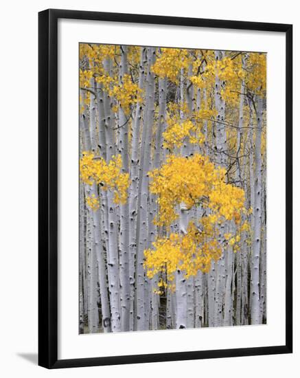 Aspen Grove on Fish Lake Plateau, Fishlake National Forest, Utah, USA-Scott T^ Smith-Framed Photographic Print