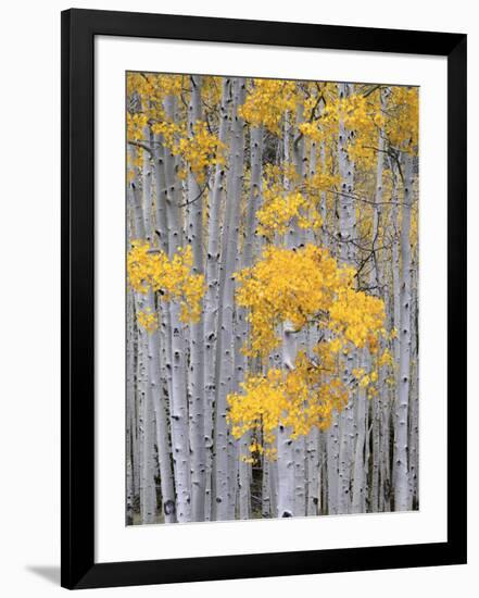 Aspen Grove on Fish Lake Plateau, Fishlake National Forest, Utah, USA-Scott T^ Smith-Framed Photographic Print