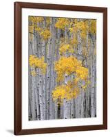 Aspen Grove on Fish Lake Plateau, Fishlake National Forest, Utah, USA-Scott T^ Smith-Framed Photographic Print