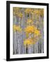 Aspen Grove on Fish Lake Plateau, Fishlake National Forest, Utah, USA-Scott T^ Smith-Framed Photographic Print