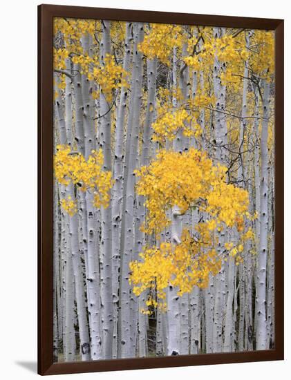 Aspen Grove on Fish Lake Plateau, Fishlake National Forest, Utah, USA-Scott T^ Smith-Framed Photographic Print