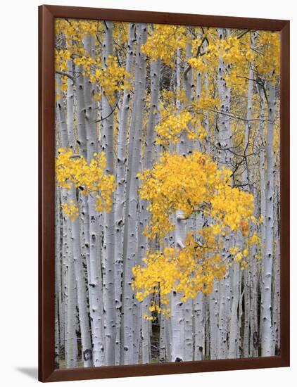 Aspen Grove on Fish Lake Plateau, Fishlake National Forest, Utah, USA-Scott T^ Smith-Framed Photographic Print