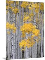 Aspen Grove on Fish Lake Plateau, Fishlake National Forest, Utah, USA-Scott T^ Smith-Mounted Photographic Print
