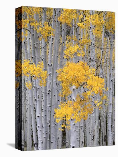 Aspen Grove on Fish Lake Plateau, Fishlake National Forest, Utah, USA-Scott T^ Smith-Stretched Canvas