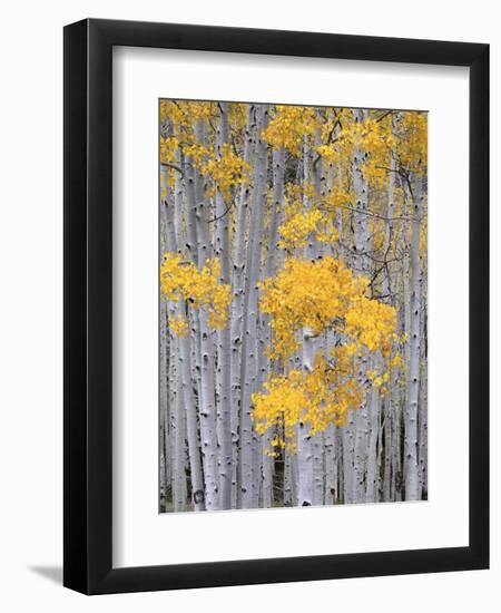 Aspen Grove on Fish Lake Plateau, Fishlake National Forest, Utah, USA-Scott T^ Smith-Framed Premium Photographic Print