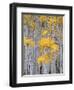 Aspen Grove on Fish Lake Plateau, Fishlake National Forest, Utah, USA-Scott T^ Smith-Framed Photographic Print