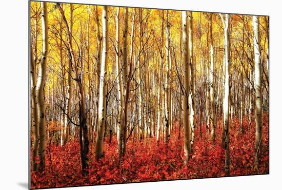 Aspen Grove - Red-null-Mounted Poster