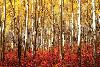 Aspen Grove - Red-null-Lamina Framed Poster