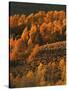 Aspen Grove, Steens Mountains, Oregon, USA-Charles Gurche-Stretched Canvas